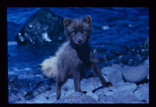 Photo of small fox.