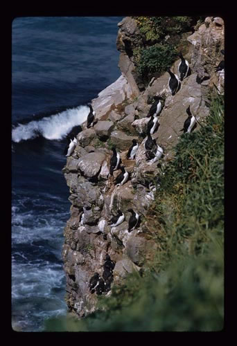 Photo of murres on cliff nests at south Zapadni.