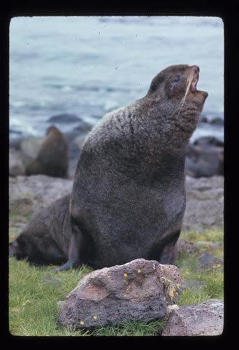 Photo of barking fur seal.