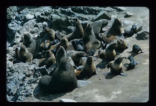 Photo of fur seal harem.