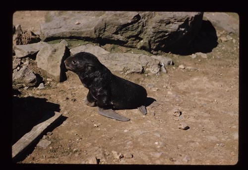 Photo of fur seal pup.