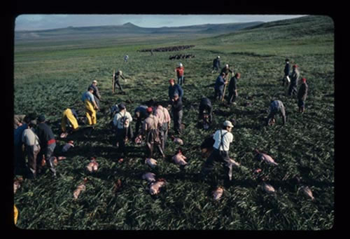 Photo of fur seal skinning work party at the Zapadni killing field.