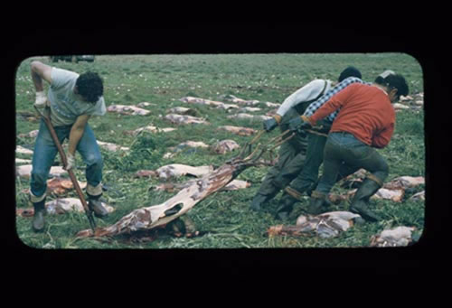 Photo of stripping seal skins at the Zapadni killing field.