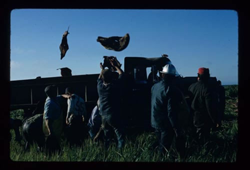 Photo of men tossing seal skins into a truck at the Zapadni killing field.
