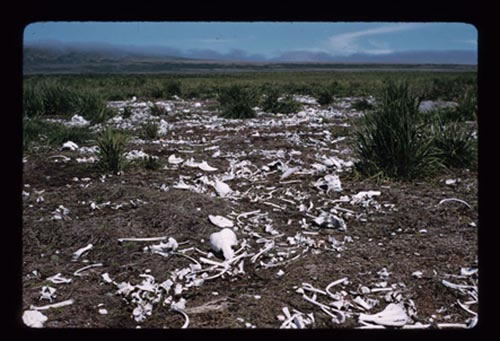 Photo of bleached seal bones on killing field of a year ago.