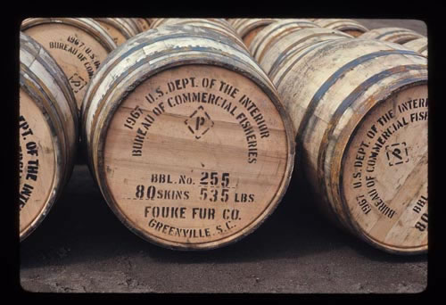 Photo of barrels containing seal skins bound for Fouke Fur Company.