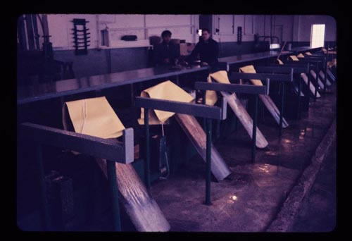 Photo of blubbering stands in the seal plant.