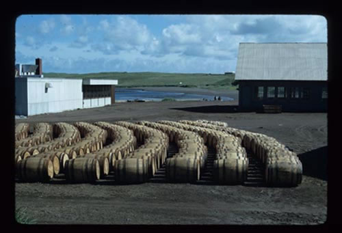 Photo of barrels full of seal skins.