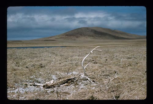 Photo of reindeer carcass with Polovina hill in the background.