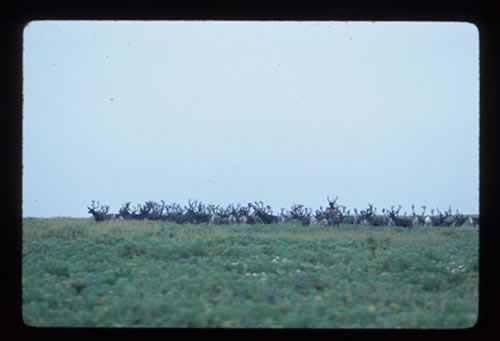 Photo of reindeer in field.