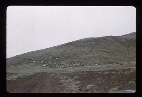 Photo of reindeer on the side of Ridge Wall.