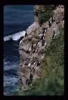 Thumbnail photo of murres on cliff nests at south Zapadni