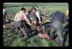 Thumbnail photo of seal skin stripping gang at the Zapadni killing field.
