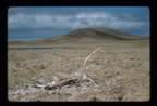 Thumbnail photo of reindeer carcass with Polovina hill in the background.