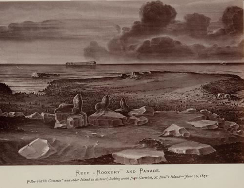 Drawing of reef rookery.