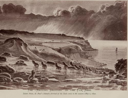Drawing of northern fur seal hauling grounds at Tolstoi Point.