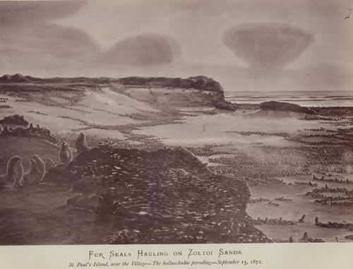 Drawing of northern fur seal hauling grounds at Zoltoi Sands.