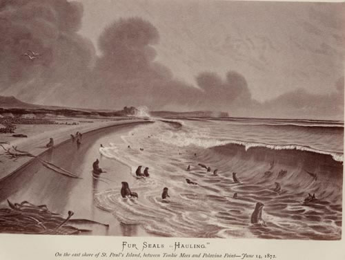 Drawing of northern fur seals hauling out on the east shore.