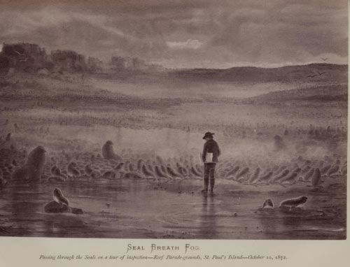 Drawing of Elliott inspecting northern fur seals at Reef Rookery.