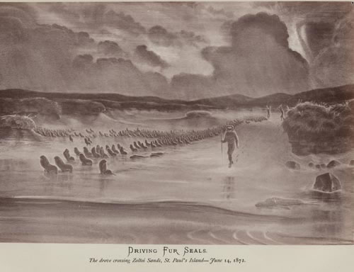 Drawing of driving northern fur seals across Zoltoi Sands.