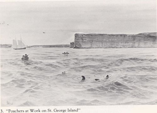 Drawing of pelagic sealing off the coast of St. George Island.