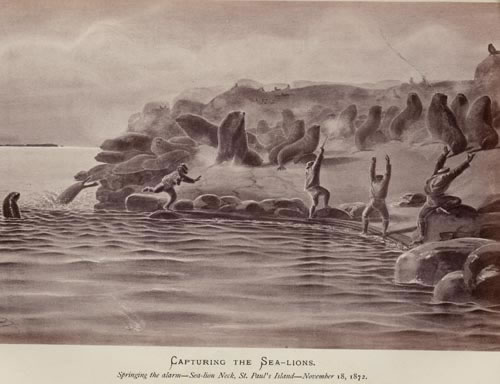 Drawing of capturing sea lions at Sea Lion Neck.