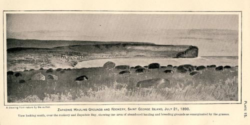 Drawing of a view of Zapadni hauling grounds and rookery.