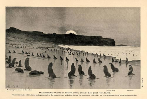 Drawing of northern fur seals hauling out at Tolstoi Sands.