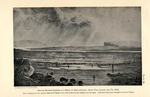 Drawing of driving northern fur seals near St. Paul Village.