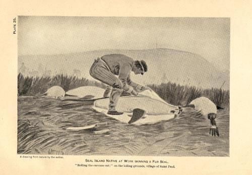 Drawing of a man skinning a fur seal.