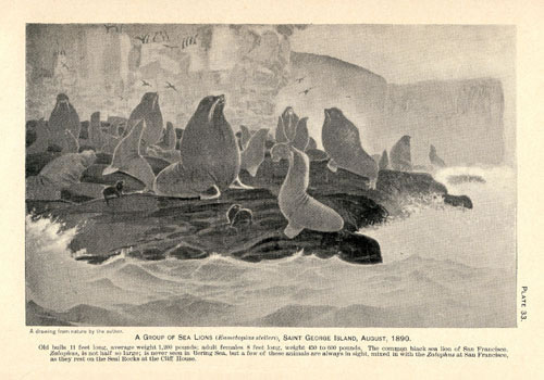 Drawing of a group of sea lions.
