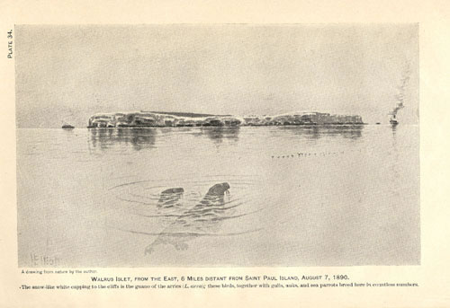 Drawing of Walrus Island viewed from the East.