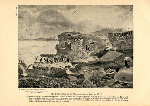 Drawing of seabirds breeding on Walrus Island.