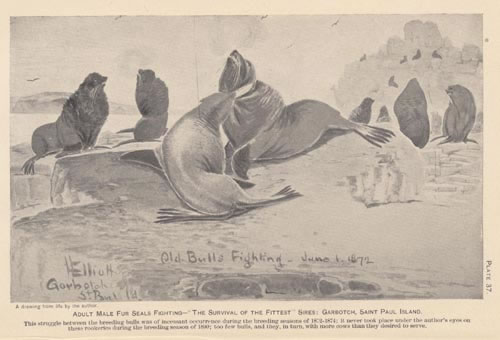 Drawing of adult male fur seals fighting.