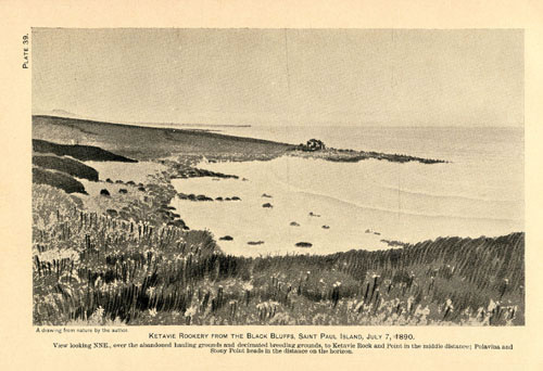 Drawing of Ketavie (now Kitovi) Rookery from Black Bluffs.