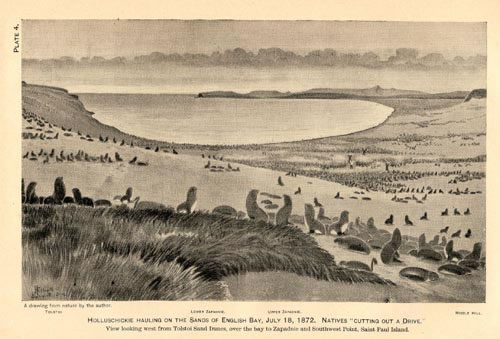Drawing of the hauling grounds at English Bay with a seal drive beginning.