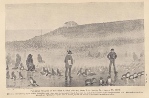 Drawing of fur seals on the Reef Rookery parade ground.