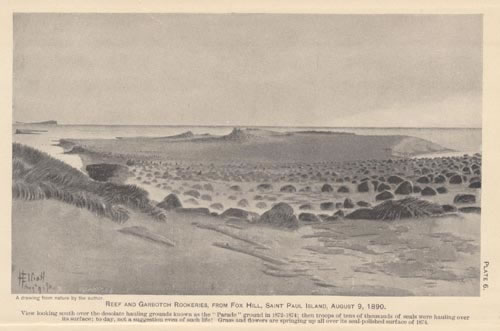 Drawing of view of Reef and Gorbatch rookeries from Fox Hill.