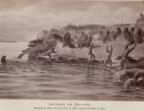 Thumbnail drawing of capturing sea lions at Sea Lion Neck.