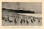 Thumbnail drawing of northern fur seals hauling out at Tolstoi Sands.