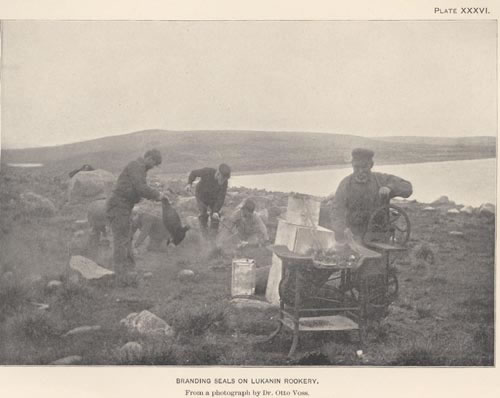 Photo of Branding seals at Lukanin Rookery, a historic picture ofmen on shore with seals and branding equipment.