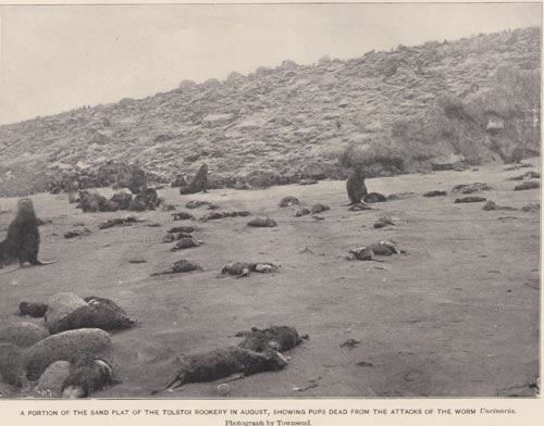 Photo of Fur seal pups killed by worms at Tolstoi Rookery, a historic picture of dead seal pups on the beach.