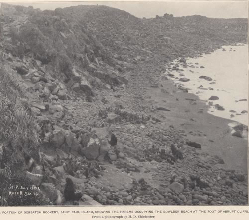 Photo of Gorbatch Rookery with northern fur seal harems, a historic picture of fur seals on the beach.