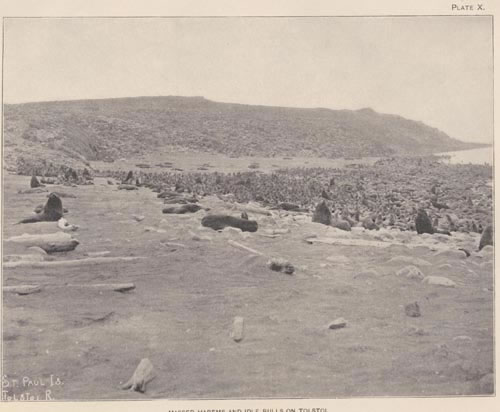 Photo of Northern fur seal harems at Tolstoi, a historic picture of fur seals on the beach.