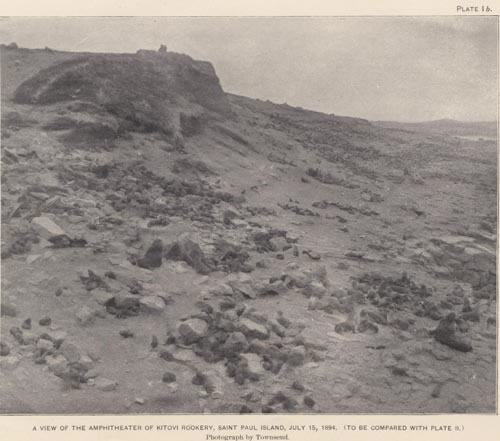 Photo of Kitovi Rookery, a historic picture of seals on a rocky shore.