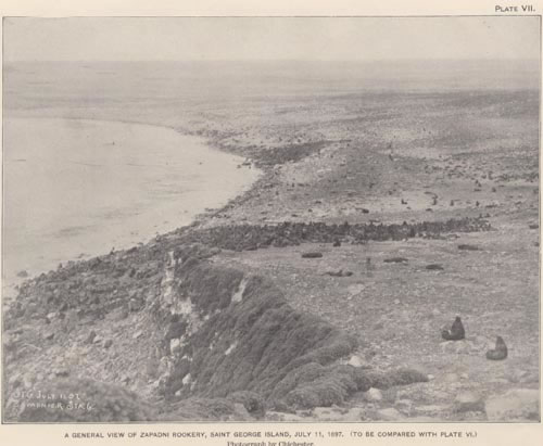 Photo of Zapadni Rookery, a historic picture of seals on a rocky shore.