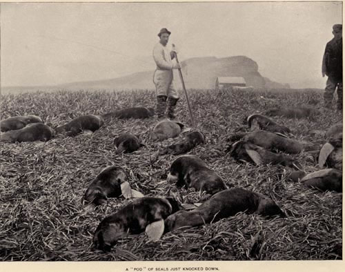 Photo of a pod of seals just knocked down, a historic picture of a man standing near seals. 