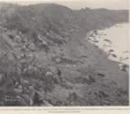 Thumbnail photo of Gorbatch Rookery with northern fur seal harems, a historic picture of fur seals on the beach.