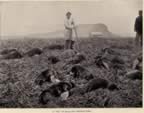 Thumbnail photo of a pod of seals just knocked down, a historic picture of a man standing near seals. 