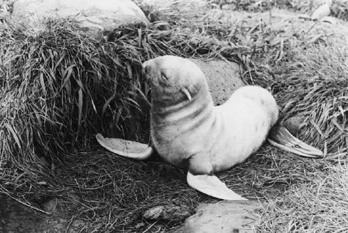 Photo of albino fur seal pup.
